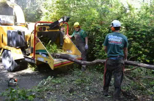 tree services Flagler Beach